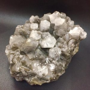 כלצית מושבה פלורסנס