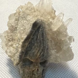 קריסטלים - המיוחדים שלנו - גולגולת קוורץ מושבה