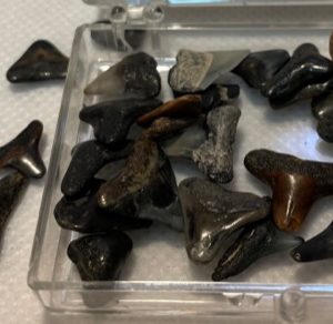 שונות - שיני כריש